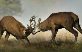 two deer locking horns